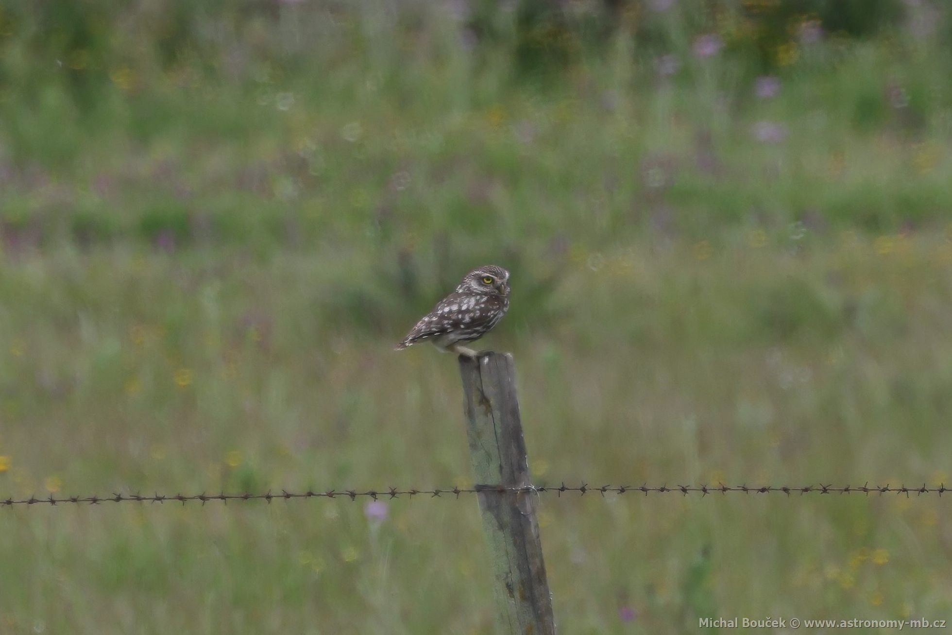 Sýek obecný (Athene noctua)