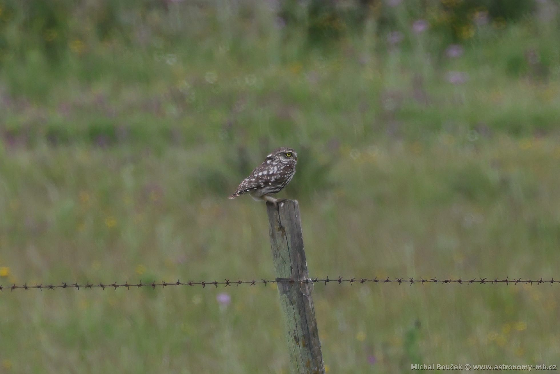 Sýek obecný (Athene noctua)
