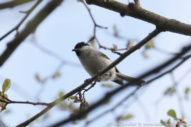 Sýkora babka (Parus palustris)