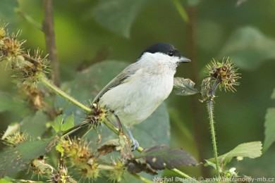 Sýkora babka (Parus palustris)