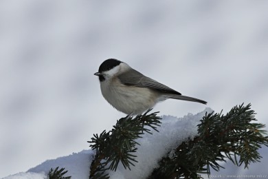 Sýkora babka (Parus palustris)