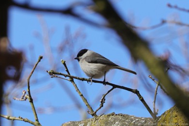 Sýkora babka (Parus palustris)