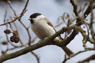Sýkora babka (Parus palustris)