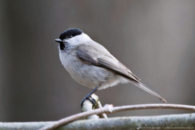Sýkora babka (Parus palustris)