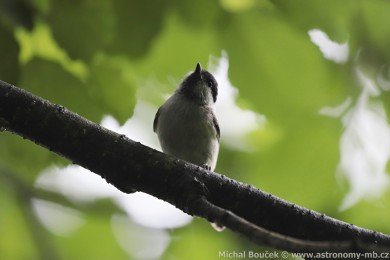 Sýkora luní (Parus montanus)