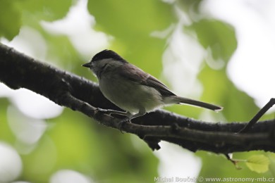 Sýkora luní (Parus montanus)