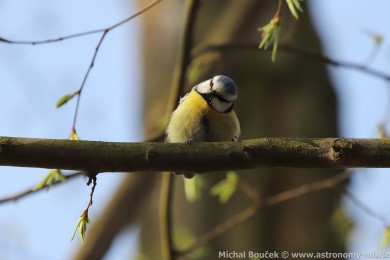 S&yacute;kora mod�inka (Parus caeruleus)
