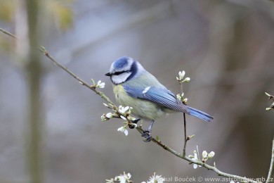 S&yacute;kora mod�inka (Parus caeruleus)