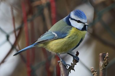 S&yacute;kora mod�inka (Parus caeruleus)