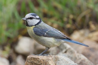 S&yacute;kora mod�inka (Parus caeruleus)