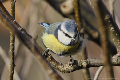S&yacute;kora mod�inka (Parus caeruleus)