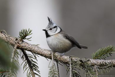 S&yacute;kora paruk&aacute;�ka (Parus cristatus)