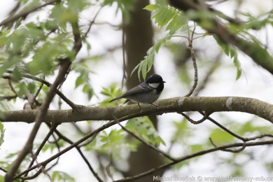 S&yacute;kora uheln&iacute;�ek (Parus ater)