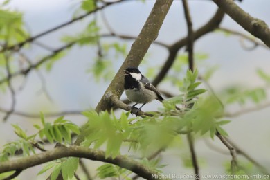 S&yacute;kora uheln&iacute;�ek (Parus ater)