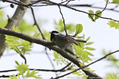 S&yacute;kora uheln&iacute;�ek (Parus ater)