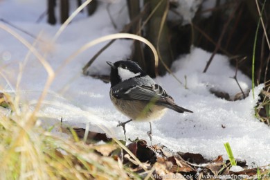 S&yacute;kora uheln&iacute;�ek (Parus ater)