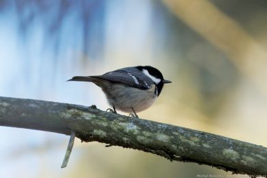 S&yacute;kora uheln&iacute;�ek (Parus ater)