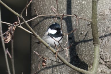 S&yacute;kora uheln&iacute;�ek (Parus ater)