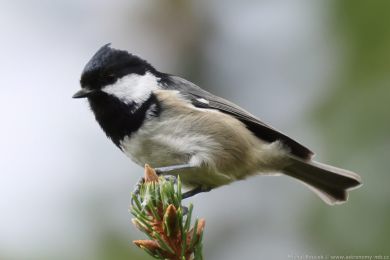 S&yacute;kora uheln&iacute;�ek (Parus ater)