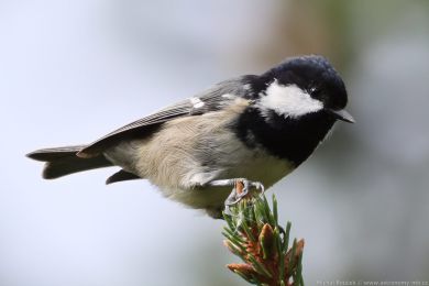 S&yacute;kora uheln&iacute;�ek (Parus ater)