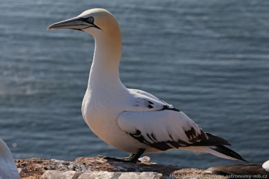 Terej b&iacute;l&yacute; (Morus bassanus)