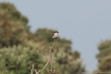 �uh&yacute;k ibersk&yacute; (Lanius meridionalis)