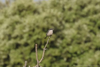 �uh&yacute;k ibersk&yacute; (Lanius meridionalis)