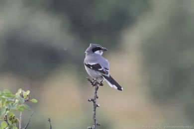 �uh&yacute;k ibersk&yacute; (Lanius meridionalis)