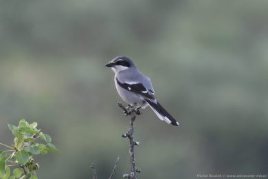 �uh&yacute;k ibersk&yacute; (Lanius meridionalis)