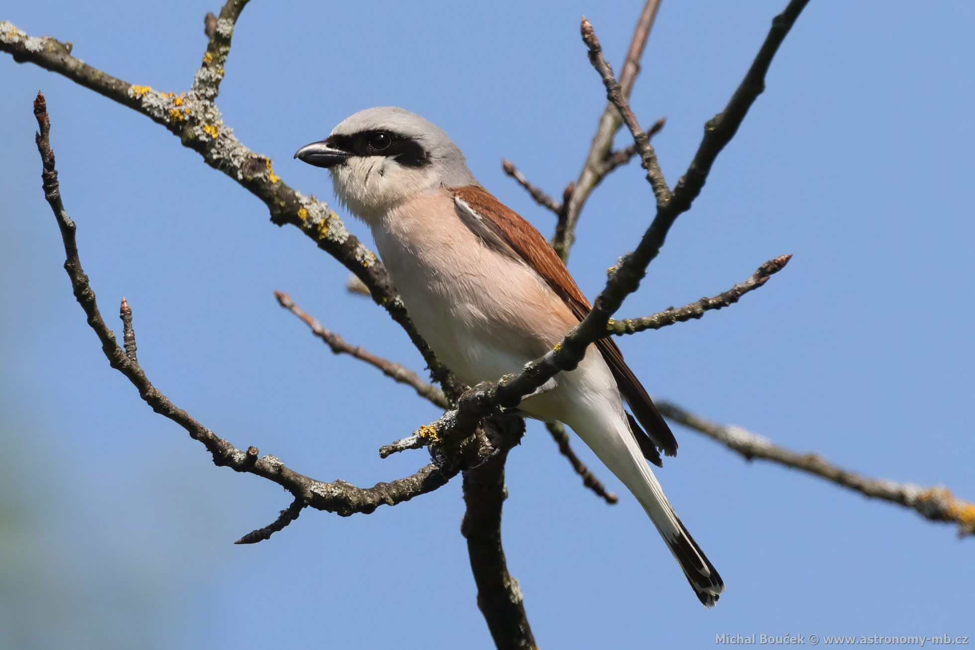 uhýk obecný (Lanius collurio) uhýk obecný (Lanius collurio)