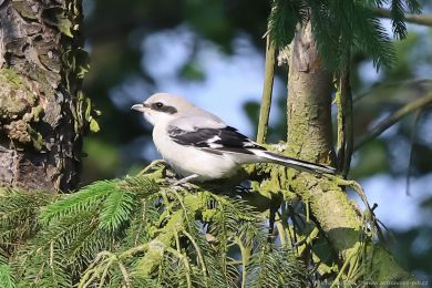 �uh&yacute;k &scaron;ed&yacute; (Lanius excubitor)