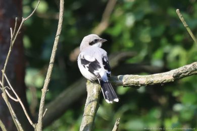 �uh&yacute;k &scaron;ed&yacute; (Lanius excubitor)