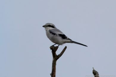 �uh&yacute;k &scaron;ed&yacute; (Lanius excubitor)