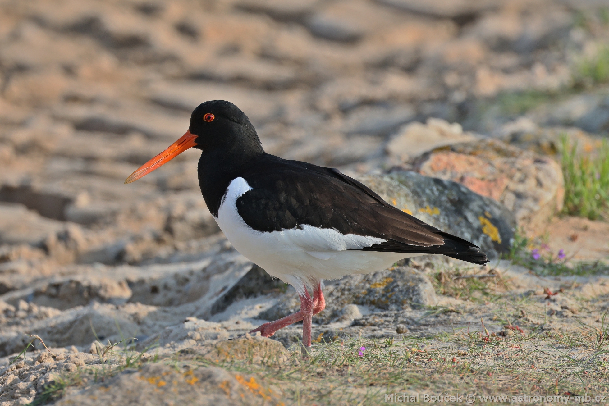 Ústiník velký (Haematopus ostralegus)