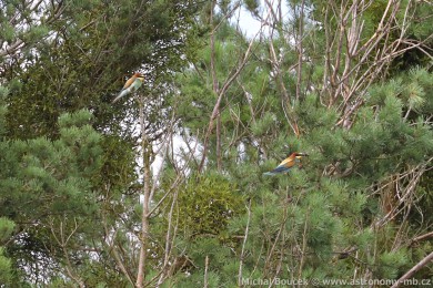 Vlha pestrá (Merops apiaster) Vlha pestrá (Merops apiaster)