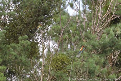 Vlha pestrá (Merops apiaster) Vlha pestrá (Merops apiaster)