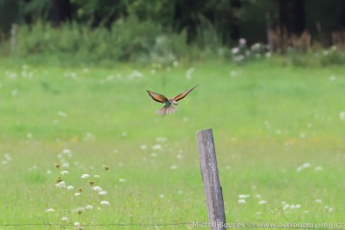 Vlha pestrá (Merops apiaster) Vlha pestrá (Merops apiaster)