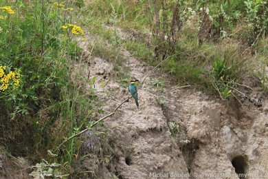 Vlha pestrá (Merops apiaster) Vlha pestrá (Merops apiaster)