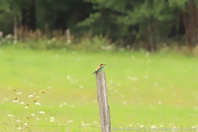 Vlha pestrá (Merops apiaster) Vlha pestrá (Merops apiaster)