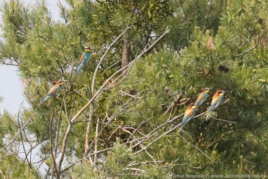 Vlha pestrá (Merops apiaster) Vlha pestrá (Merops apiaster)