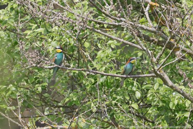 Vlha pestrá (Merops apiaster) Vlha pestrá (Merops apiaster)