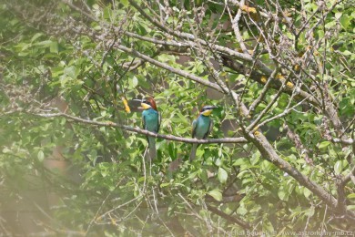 Vlha pestrá (Merops apiaster) Vlha pestrá (Merops apiaster)