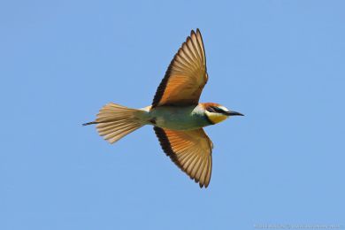 Vlha pestrá (Merops apiaster) Vlha pestrá (Merops apiaster)