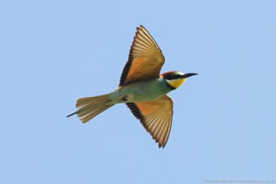 Vlha pestrá (Merops apiaster) Vlha pestrá (Merops apiaster)