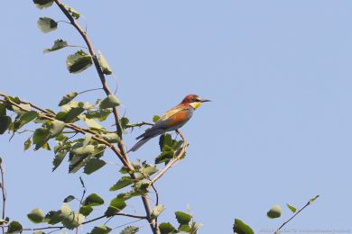 Vlha pestrá (Merops apiaster) Vlha pestrá (Merops apiaster)