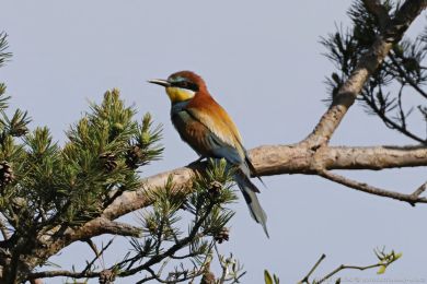 Vlha pestrá (Merops apiaster) Vlha pestrá (Merops apiaster)