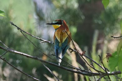 Vlha pestrá (Merops apiaster) Vlha pestrá (Merops apiaster)