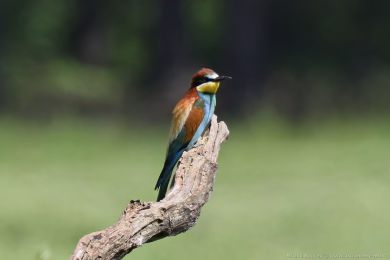 Vlha pestrá (Merops apiaster) Vlha pestrá (Merops apiaster)