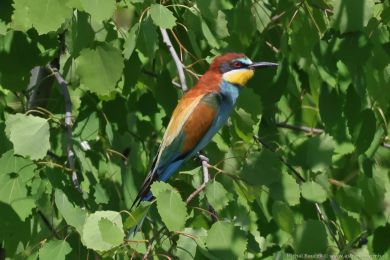 Vlha pestrá (Merops apiaster) Vlha pestrá (Merops apiaster)