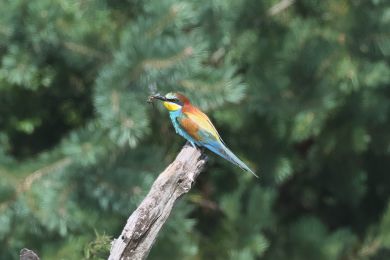 Vlha pestrá (Merops apiaster) Vlha pestrá (Merops apiaster)